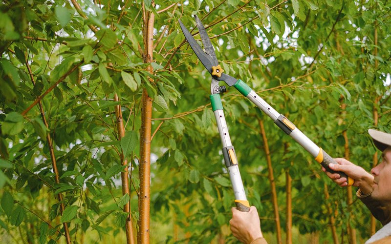 Tree trimming in Hayesville, NC